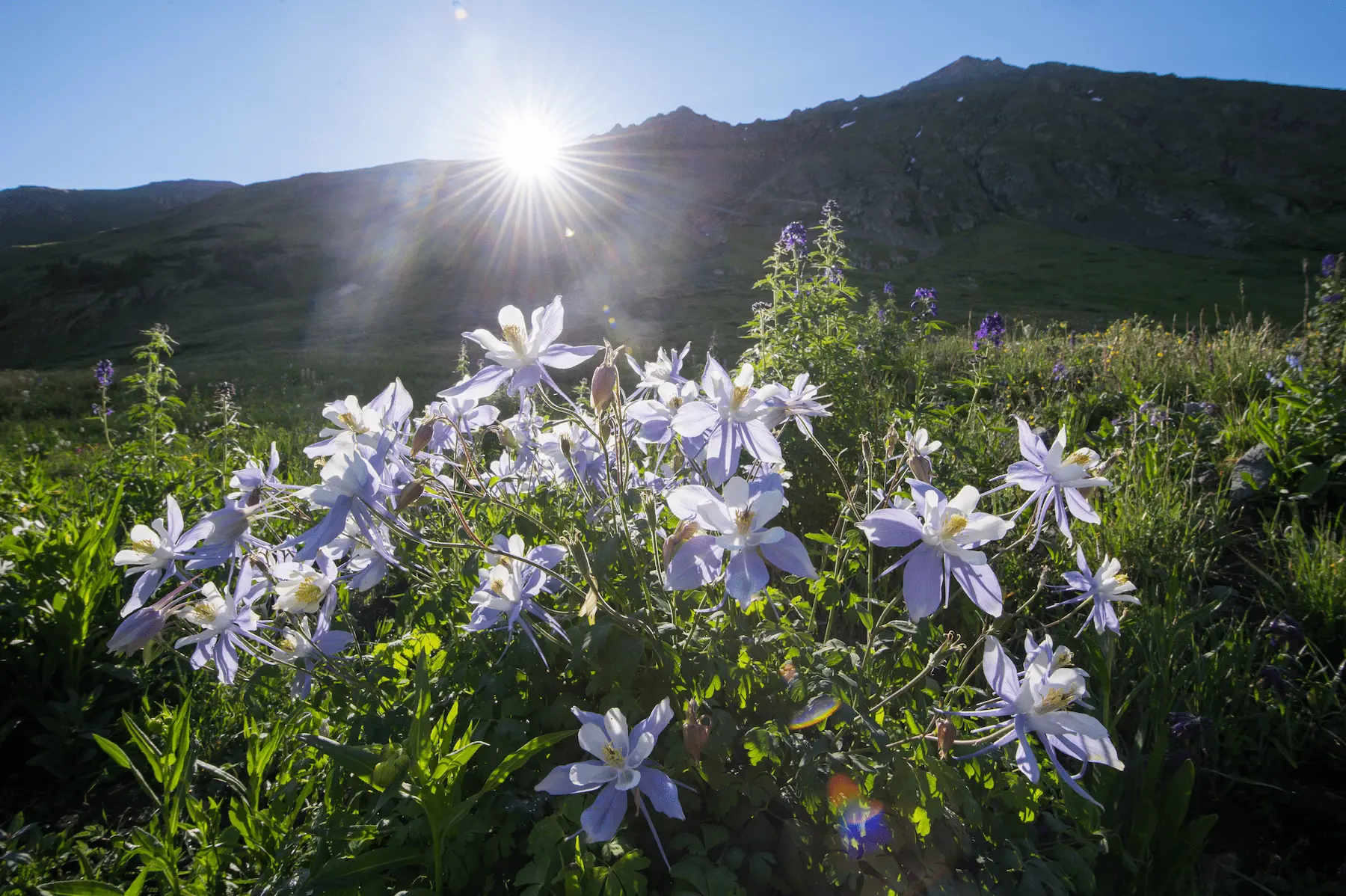 Colorado mountains and
        wildflowers